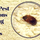 Illustration for article titled Common Pest Infestations Occuring On Carpetsem/em